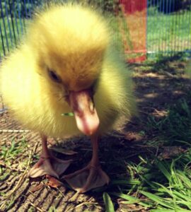 Ordering Goslings for Spring Arrival Image